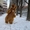 Коричневий костюм ведмедя надувний - <ro>Изображение</ro><ru>Изображение</ru> #6, <ru>Объявление</ru> #1727766
