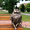 Бронзовая скульптура кот из мультфильма о попугае Кеше #1729097