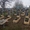 Памятники та надгробия на могилу - <ro>Изображение</ro><ru>Изображение</ru> #3, <ru>Объявление</ru> #872085