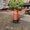Фігура надувна Дерево - <ro>Изображение</ro><ru>Изображение</ru> #3, <ru>Объявление</ru> #1743424