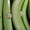 Бананы зелёные оптом - <ro>Изображение</ro><ru>Изображение</ru> #2, <ru>Объявление</ru> #329805