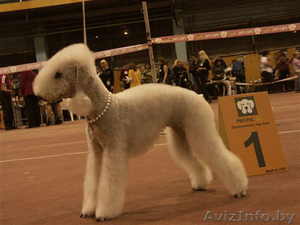 Бедлингтон-терьер