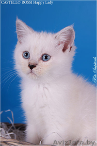 Продаются очаровательные британские котята - <ro>Изображение</ro><ru>Изображение</ru> #1, <ru>Объявление</ru> #378282