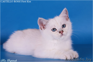 Продаются очаровательные британские котята - <ro>Изображение</ro><ru>Изображение</ru> #2, <ru>Объявление</ru> #378282