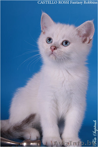 Продаются очаровательные британские котята - <ro>Изображение</ro><ru>Изображение</ru> #3, <ru>Объявление</ru> #378282