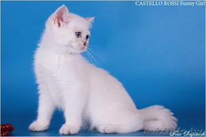 Продаются очаровательные британские котята - <ro>Изображение</ro><ru>Изображение</ru> #4, <ru>Объявление</ru> #378282