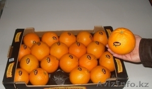 Апельсины, мандарины, лимон, хурма оптом в Испании - <ro>Изображение</ro><ru>Изображение</ru> #6, <ru>Объявление</ru> #1485096