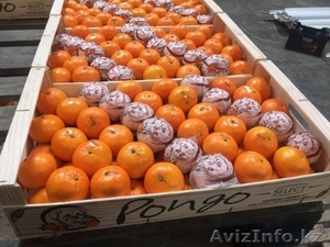 Апельсины, мандарины, лимон, хурма оптом в Испании - <ro>Изображение</ro><ru>Изображение</ru> #4, <ru>Объявление</ru> #1485096