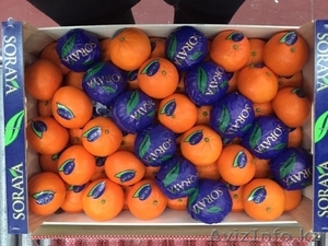 Апельсины, мандарины, лимон, хурма оптом в Испании - <ro>Изображение</ro><ru>Изображение</ru> #5, <ru>Объявление</ru> #1485096