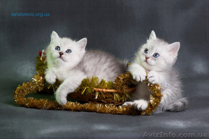 Британские котята от титулованных родителей - <ro>Изображение</ro><ru>Изображение</ru> #2, <ru>Объявление</ru> #5873