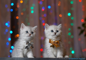 Британские котята от титулованных родителей - <ro>Изображение</ro><ru>Изображение</ru> #1, <ru>Объявление</ru> #5873