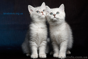 Британские котята от титулованных родителей - <ro>Изображение</ro><ru>Изображение</ru> #3, <ru>Объявление</ru> #5873