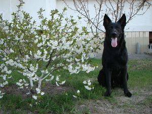 Восточноевропейская овчарка #4167