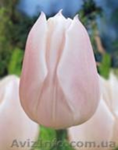 Реализовываем тюльпаны(срезанные) и гиацинты к 8 марта - <ro>Изображение</ro><ru>Изображение</ru> #1, <ru>Объявление</ru> #5755