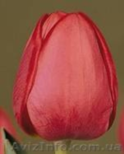 Реализовываем тюльпаны(срезанные) и гиацинты к 8 марта - <ro>Изображение</ro><ru>Изображение</ru> #2, <ru>Объявление</ru> #5755