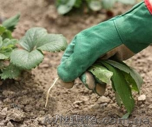 Продам пестициды и агрохимикаты - <ro>Изображение</ro><ru>Изображение</ru> #1, <ru>Объявление</ru> #7663