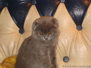 шотландская короткошерстная котята - <ro>Изображение</ro><ru>Изображение</ru> #2, <ru>Объявление</ru> #6387