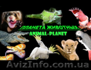 «Планета-Животных» для вас - <ro>Изображение</ro><ru>Изображение</ru> #1, <ru>Объявление</ru> #11487