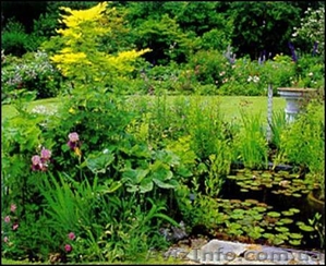 Садовые растения - излишки собственного сада - <ro>Изображение</ro><ru>Изображение</ru> #3, <ru>Объявление</ru> #12298