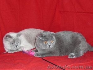 Шотландские и британские котята - <ro>Изображение</ro><ru>Изображение</ru> #1, <ru>Объявление</ru> #20544