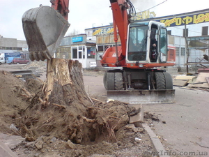 Удаление деревьев Киев. Кронирование деревьев. Корчевание пней, - <ro>Изображение</ro><ru>Изображение</ru> #1, <ru>Объявление</ru> #32899