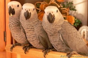 Продам птенцов-выкормышей Жако Конго  - <ro>Изображение</ro><ru>Изображение</ru> #1, <ru>Объявление</ru> #35213