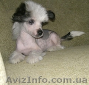 щенок Китайской хохлатой голый мальчик - <ro>Изображение</ro><ru>Изображение</ru> #1, <ru>Объявление</ru> #42749