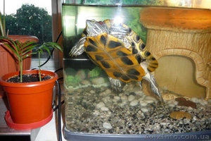 продам красноухую черепаху - <ro>Изображение</ro><ru>Изображение</ru> #1, <ru>Объявление</ru> #42793