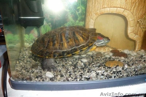 продам красноухую черепаху - <ro>Изображение</ro><ru>Изображение</ru> #2, <ru>Объявление</ru> #42793