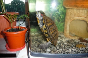 продам красноухую черепаху - <ro>Изображение</ro><ru>Изображение</ru> #3, <ru>Объявление</ru> #42793