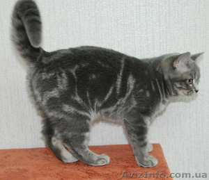 Британские котята вискасных окрасов - <ro>Изображение</ro><ru>Изображение</ru> #3, <ru>Объявление</ru> #47286