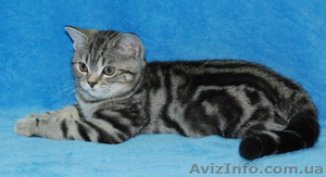 Британские котята вискасных окрасов - <ro>Изображение</ro><ru>Изображение</ru> #4, <ru>Объявление</ru> #47286