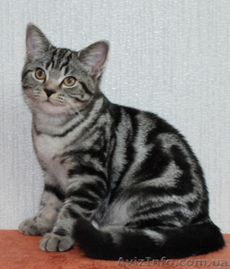 Британские котята вискасных окрасов - <ro>Изображение</ro><ru>Изображение</ru> #2, <ru>Объявление</ru> #47286