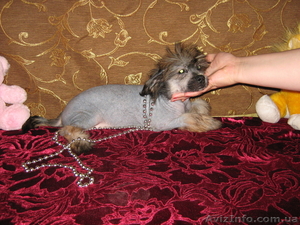 Продам в хорошие руки щенка китайской хохлатой собаки   - <ro>Изображение</ro><ru>Изображение</ru> #2, <ru>Объявление</ru> #56124