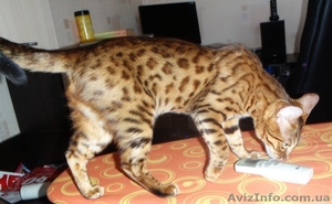 Бенгальские котята - кусочек джунглей у вас дома - <ro>Изображение</ro><ru>Изображение</ru> #1, <ru>Объявление</ru> #60147
