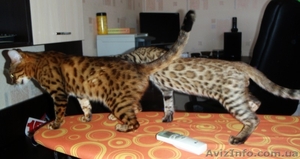 Бенгальские котята - кусочек джунглей у вас дома - <ro>Изображение</ro><ru>Изображение</ru> #2, <ru>Объявление</ru> #60147