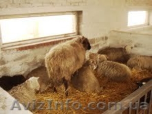 Продам баранов,овец "прекос", "цигай" - <ro>Изображение</ro><ru>Изображение</ru> #1, <ru>Объявление</ru> #52088