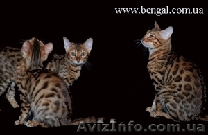 Котята бенгальской породы - <ro>Изображение</ro><ru>Изображение</ru> #1, <ru>Объявление</ru> #45881