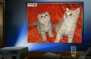 Британские и Шотландские котята - <ro>Изображение</ro><ru>Изображение</ru> #1, <ru>Объявление</ru> #67201