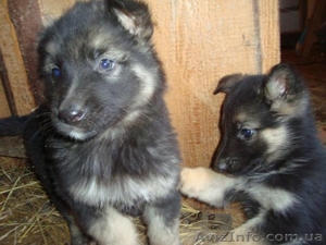 Продам породистых щенят немецкой овчарки. - <ro>Изображение</ro><ru>Изображение</ru> #3, <ru>Объявление</ru> #62649