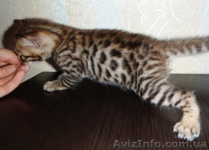 Бенгальские котята - маленький леопард у вас дома! - <ro>Изображение</ro><ru>Изображение</ru> #3, <ru>Объявление</ru> #69493