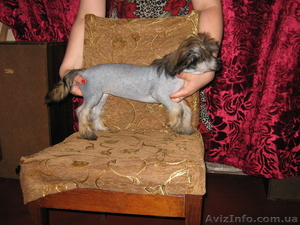 Продам щенка китайской хохлатой собаки   - <ro>Изображение</ro><ru>Изображение</ru> #4, <ru>Объявление</ru> #56125