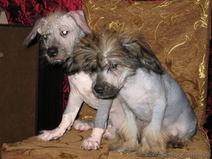 Продам в хорошие руки щенка китайской хохлатой собаки   - <ro>Изображение</ro><ru>Изображение</ru> #3, <ru>Объявление</ru> #56124