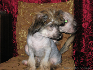 Продам щенка китайской хохлатой собаки   - <ro>Изображение</ro><ru>Изображение</ru> #3, <ru>Объявление</ru> #56125