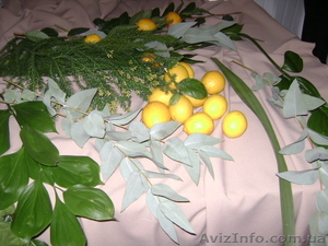 цитруси,мандарини, декоративние растениа - <ro>Изображение</ro><ru>Изображение</ru> #2, <ru>Объявление</ru> #69645