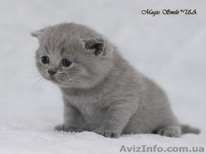 Британские короткошерстные котята, питомник - <ro>Изображение</ro><ru>Изображение</ru> #2, <ru>Объявление</ru> #74543