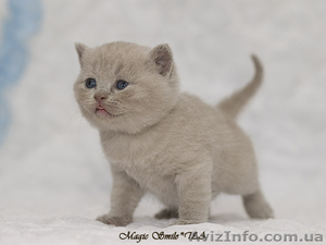 Британские короткошерстные котята, питомник - <ro>Изображение</ro><ru>Изображение</ru> #3, <ru>Объявление</ru> #74543