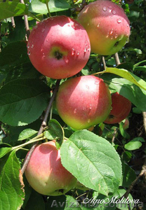 Предлагаем яблоко, сливы - свежие и на пром. переработку - <ro>Изображение</ro><ru>Изображение</ru> #1, <ru>Объявление</ru> #75601