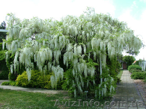 Глициния. Вистерия(wisteria floribunda) - <ro>Изображение</ro><ru>Изображение</ru> #3, <ru>Объявление</ru> #84763