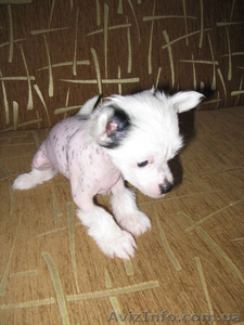 Китайская голая хохлатая собака - <ro>Изображение</ro><ru>Изображение</ru> #1, <ru>Объявление</ru> #86017